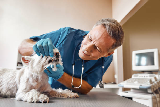 Best Emergency Root Canal Treatment in New Wilmington, PA